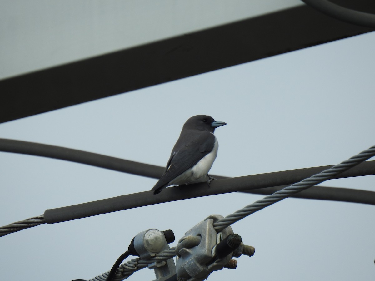 White-breasted Woodswallow - ML620777471