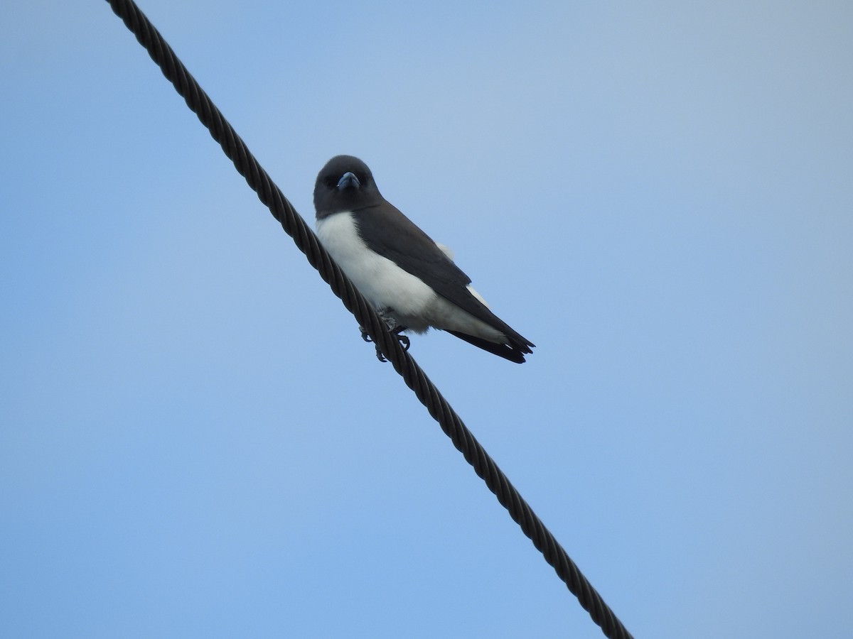 White-breasted Woodswallow - ML620777473