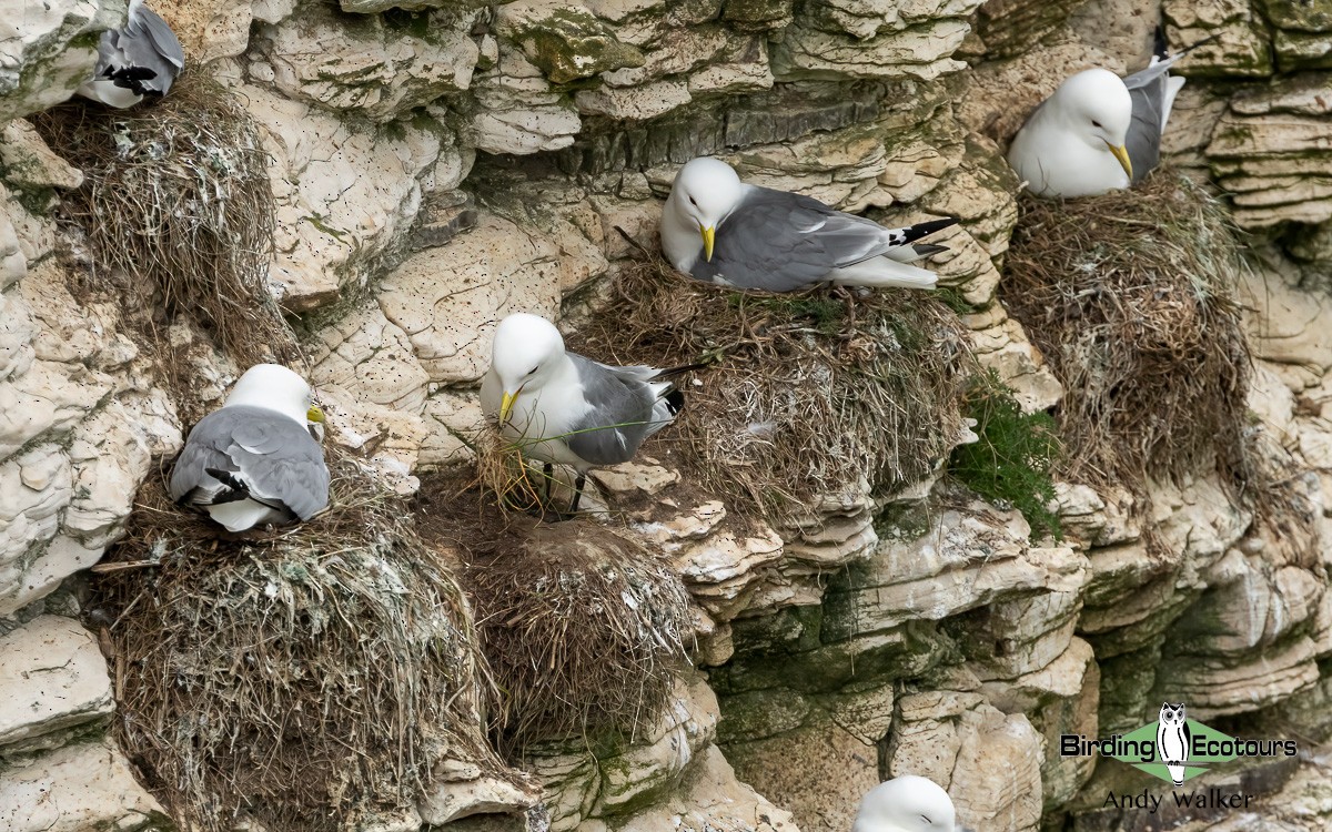 Black-legged Kittiwake (tridactyla) - ML620777474