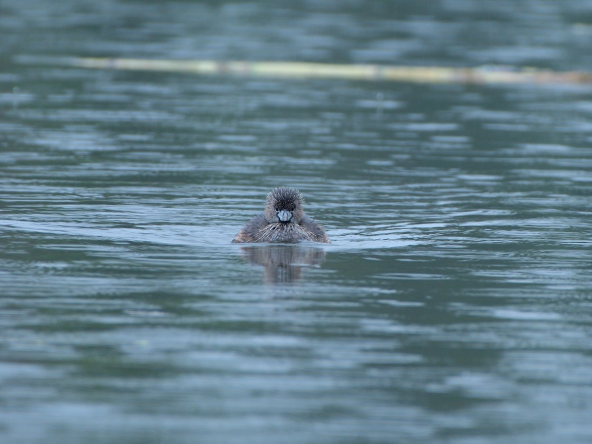 Pied-billed Grebe - ML620777475