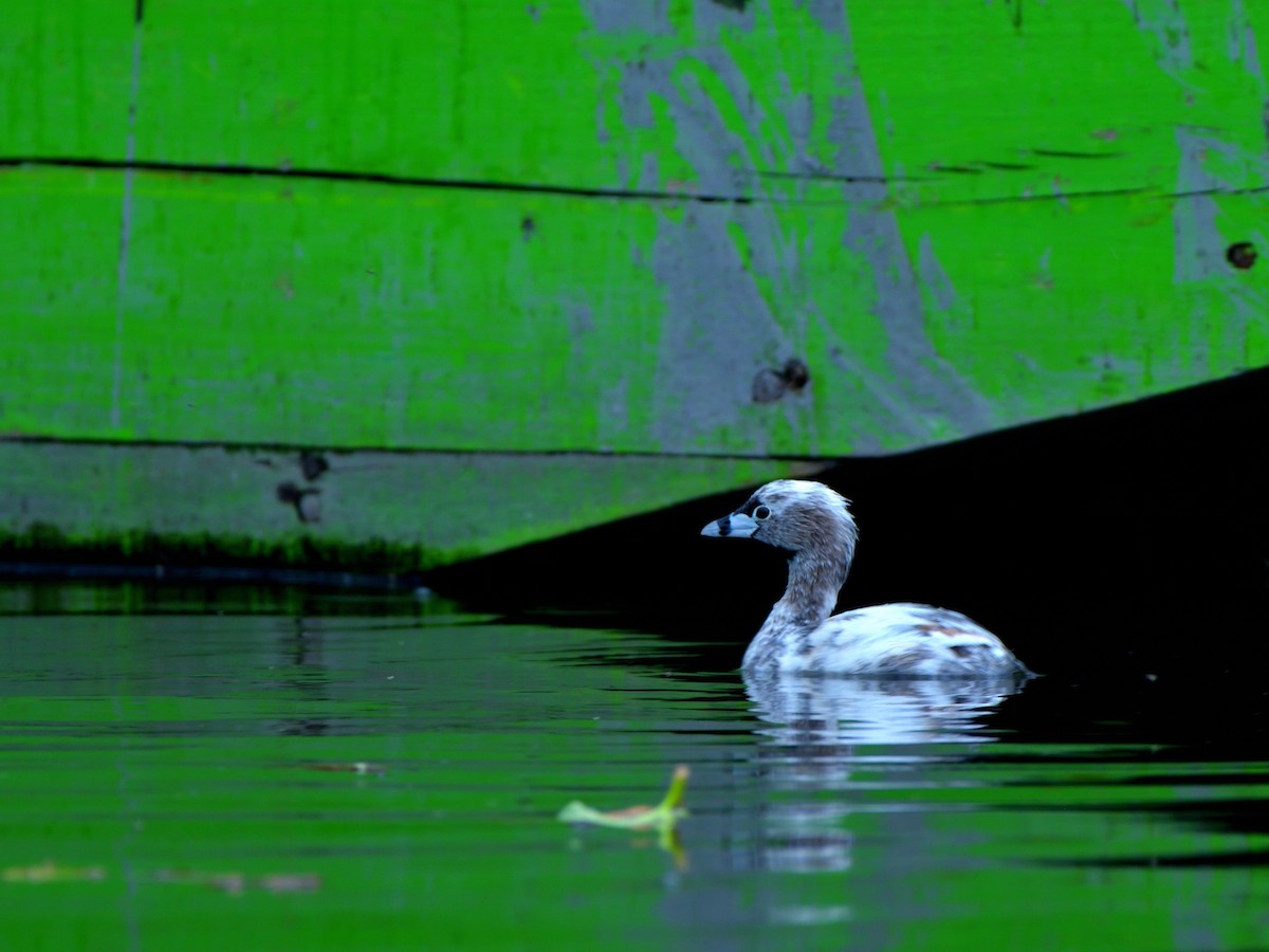 Pied-billed Grebe - ML620777476