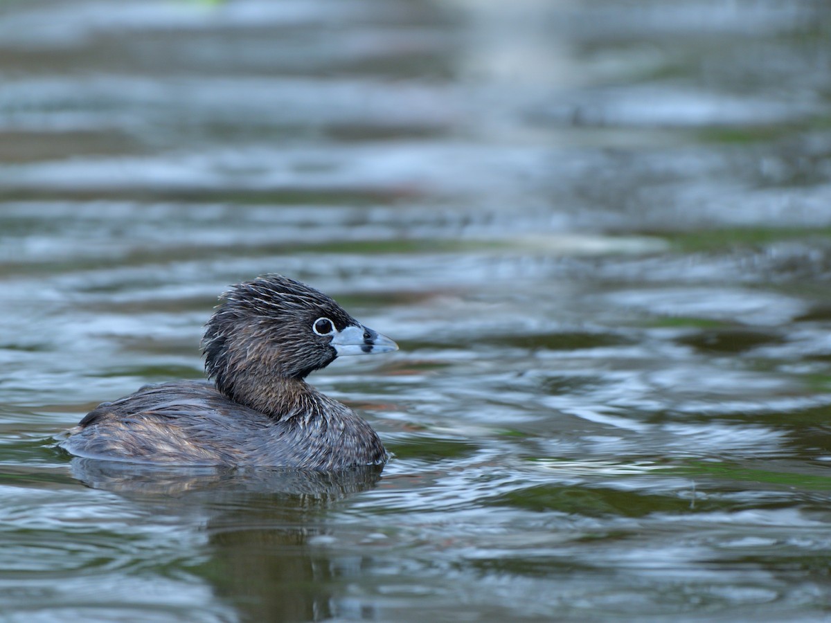 Pied-billed Grebe - ML620777477