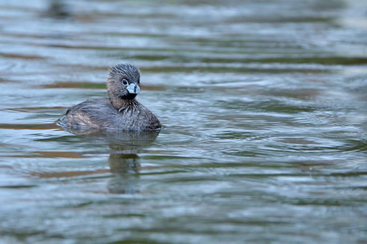 Pied-billed Grebe - ML620777478