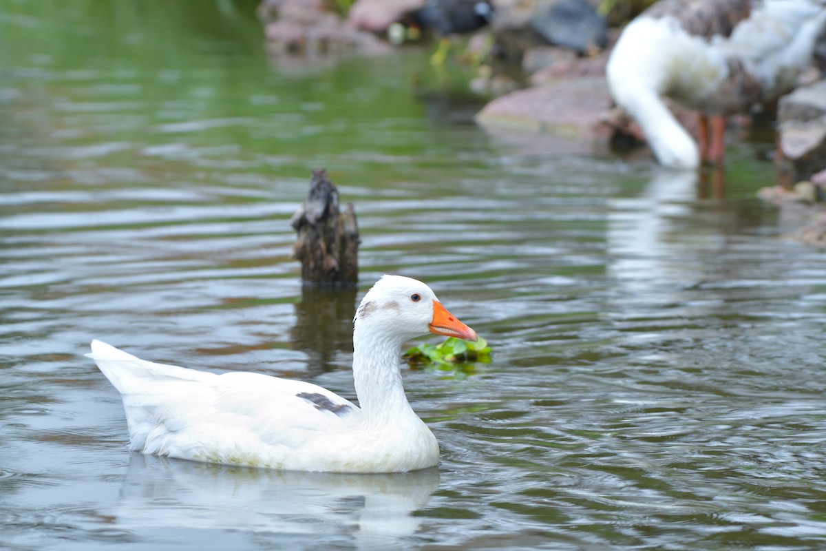 Graylag Goose (Domestic type) - ML620777483