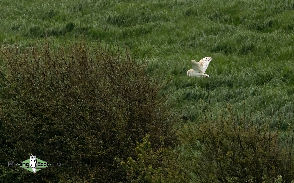 Barn Owl (Eurasian) - ML620777488