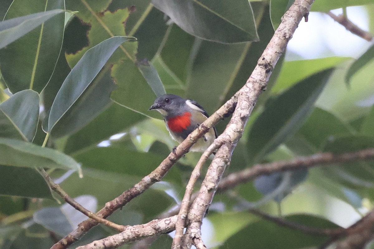 Midget Flowerpecker - ML620777493