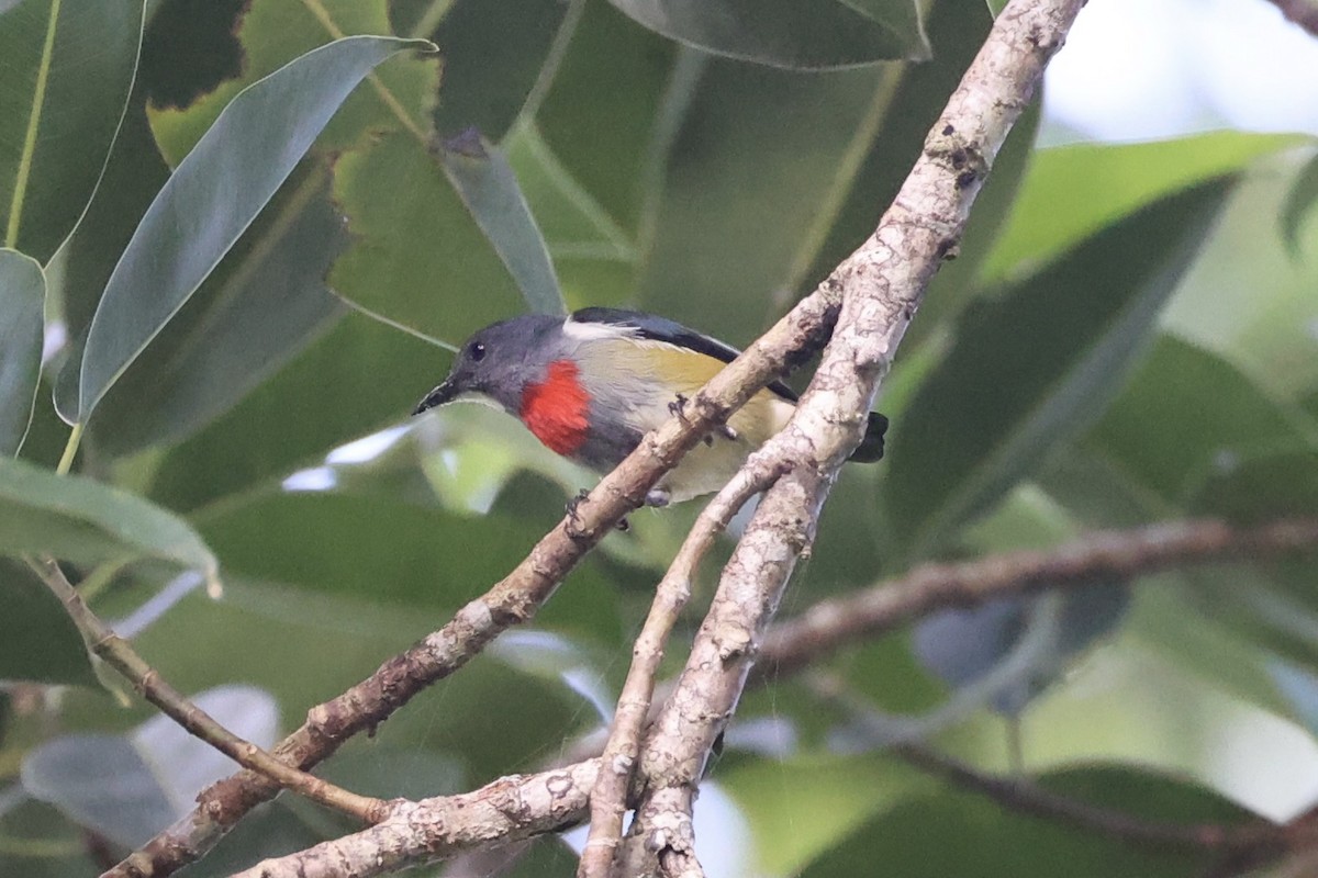 Midget Flowerpecker - Andrew William