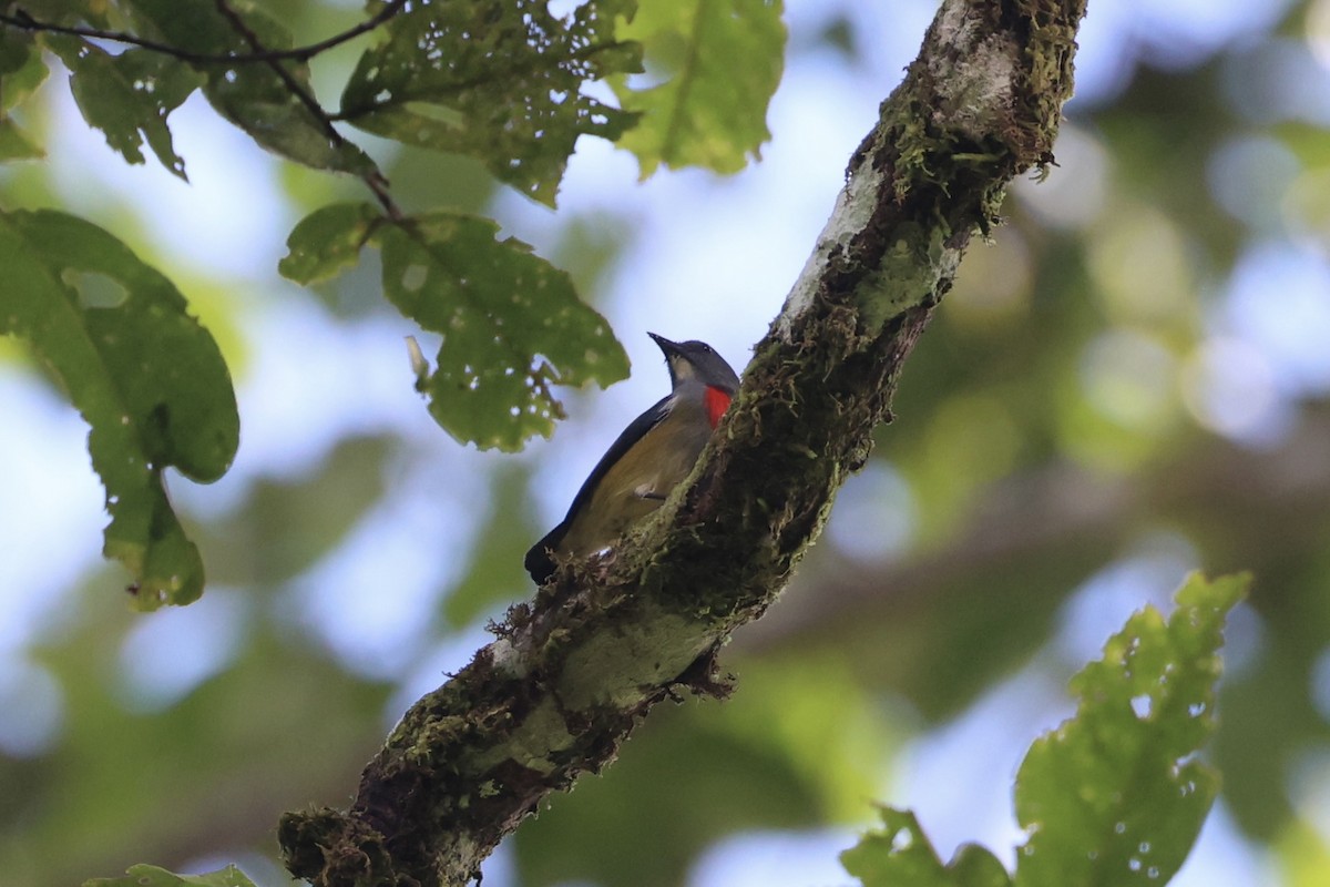 Midget Flowerpecker - ML620777495