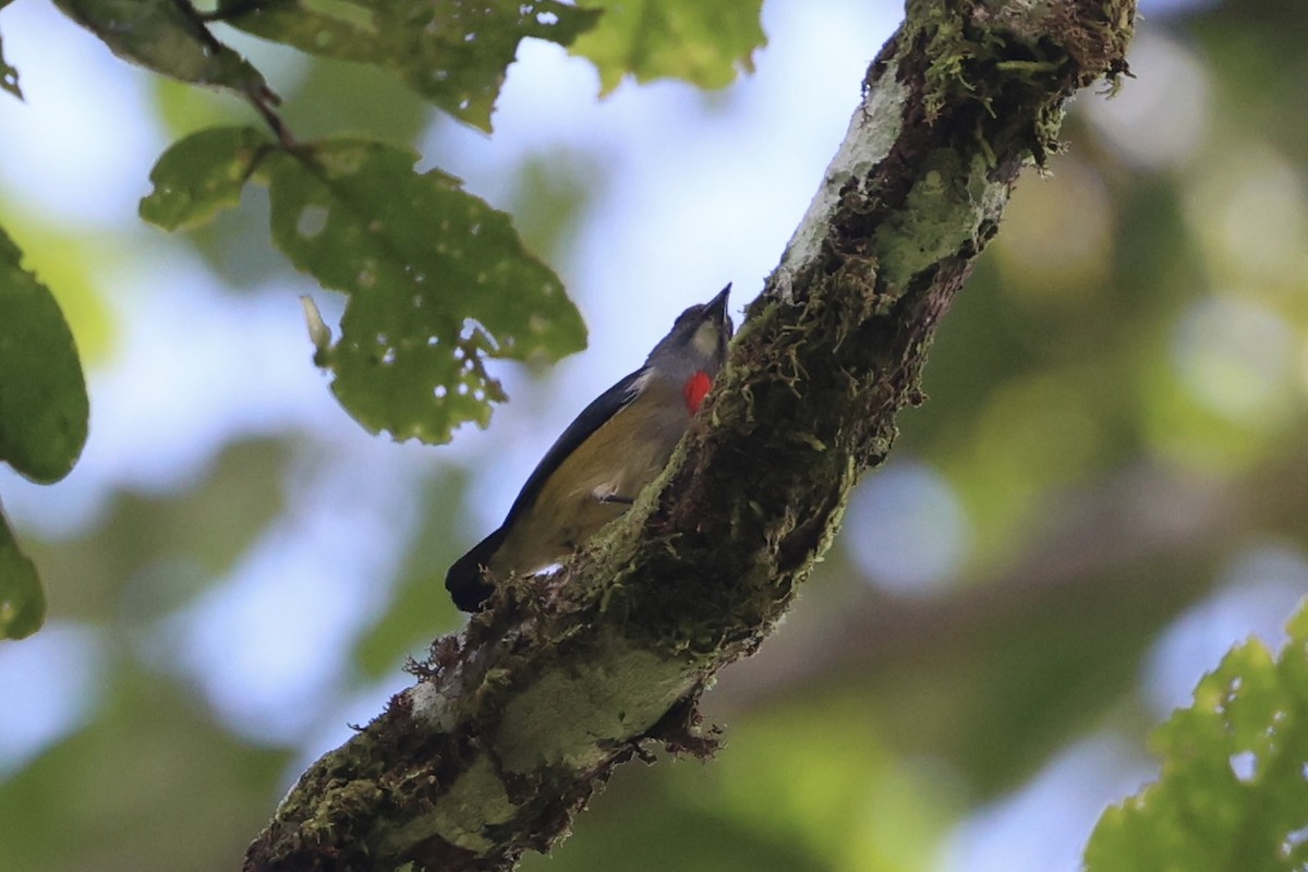 Midget Flowerpecker - ML620777496