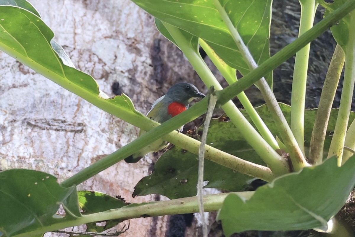 Midget Flowerpecker - ML620777498