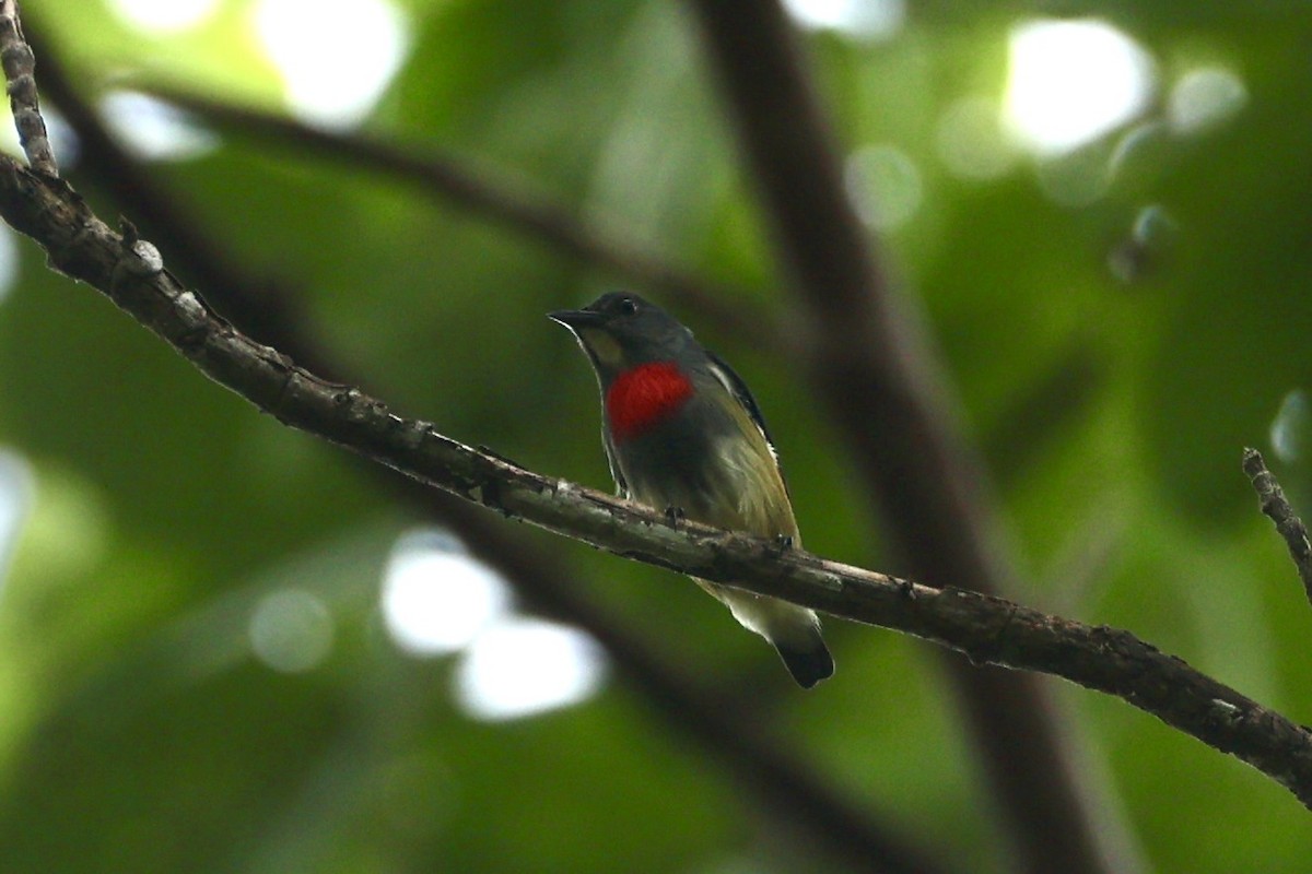 Midget Flowerpecker - ML620777499