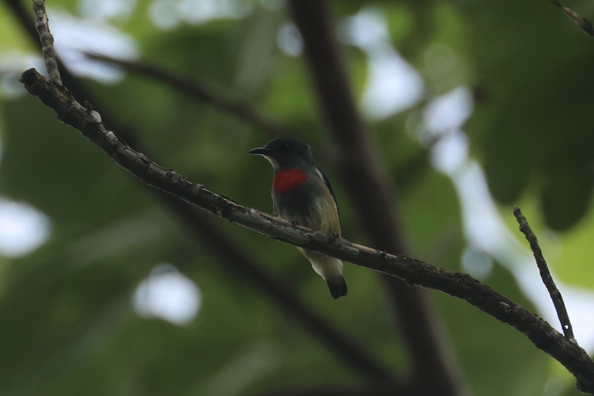 Midget Flowerpecker - ML620777500