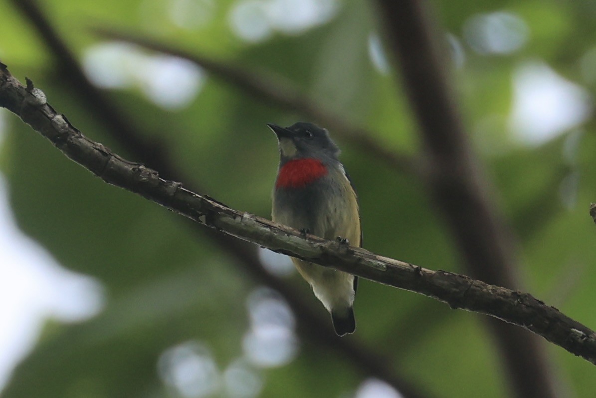 Midget Flowerpecker - ML620777502