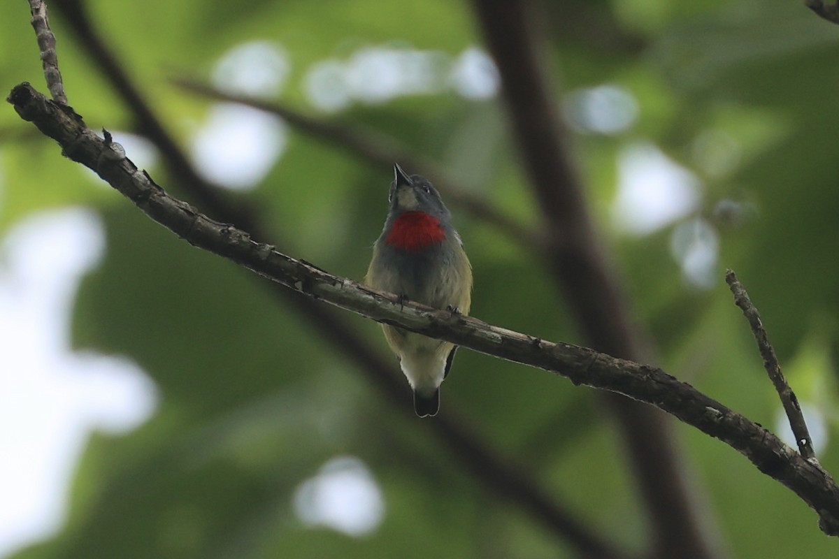 Midget Flowerpecker - ML620777503