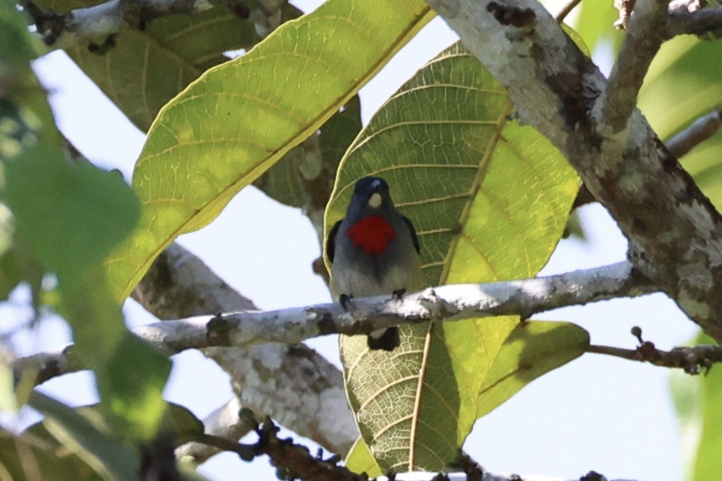 Midget Flowerpecker - ML620777504