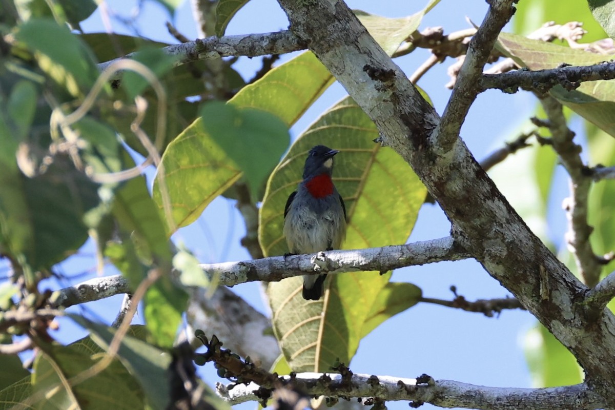 Midget Flowerpecker - ML620777506