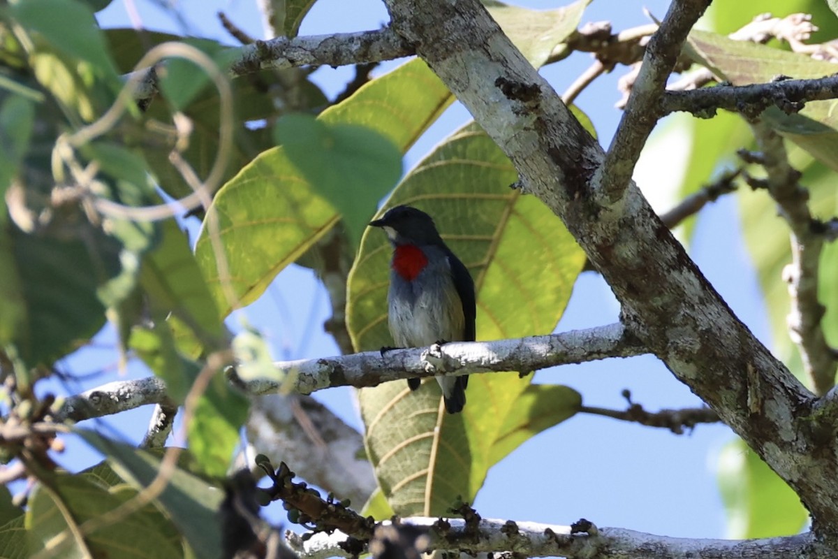 Midget Flowerpecker - ML620777508