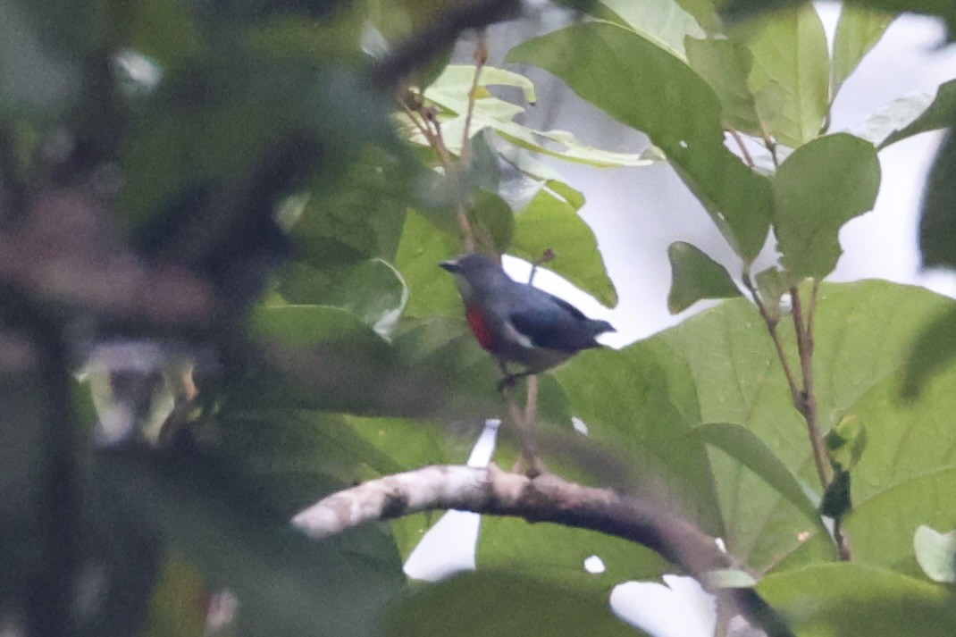 Midget Flowerpecker - ML620777509