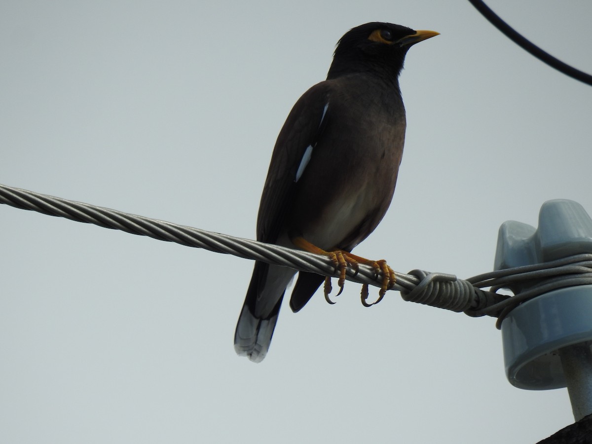 Common Myna - ML620777510