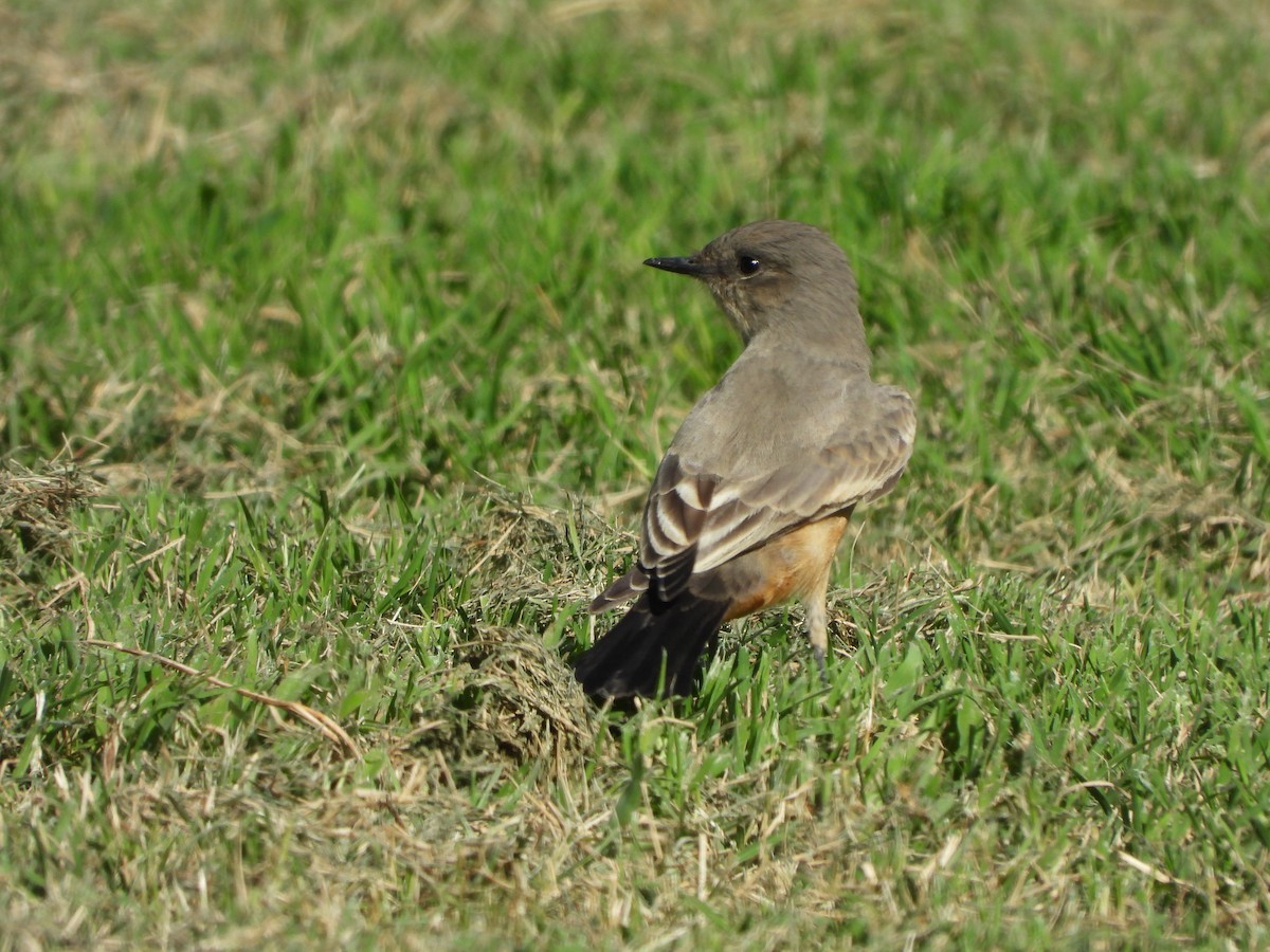 Say's Phoebe - ML620777513