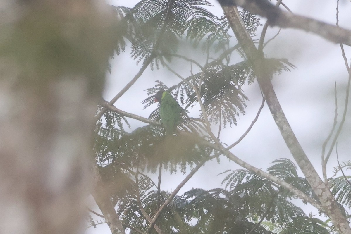 Coconut Lorikeet - ML620777520