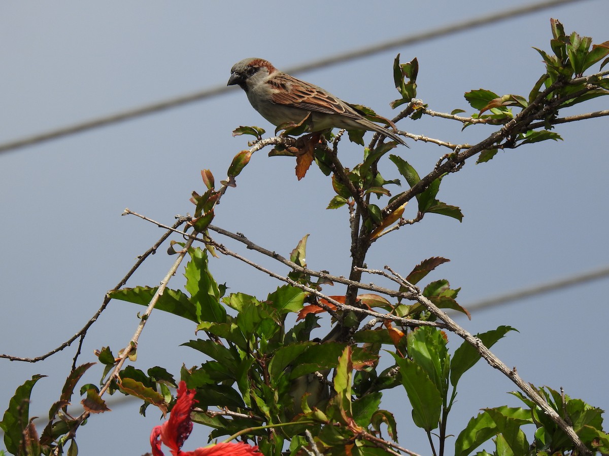 Moineau domestique - ML620777531