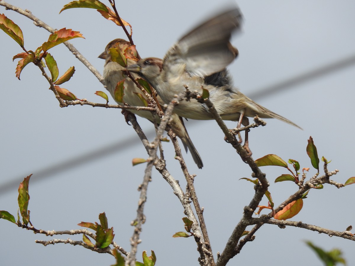 House Sparrow - ML620777532