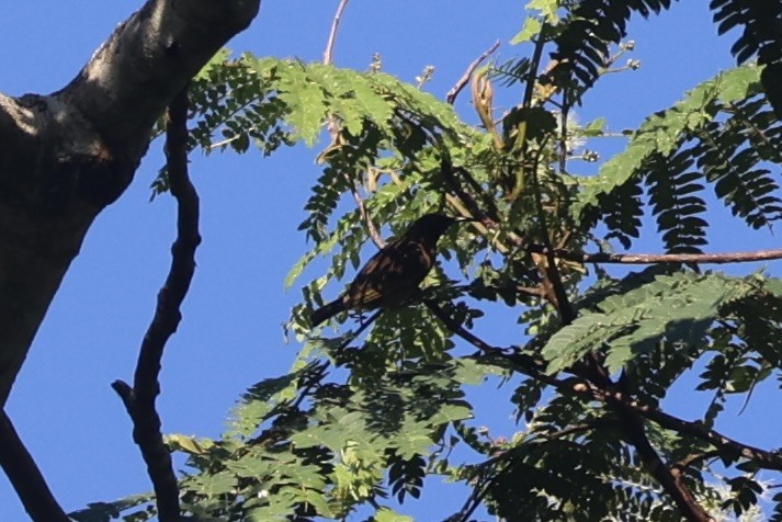 Scarlet-naped Myzomela - ML620777553