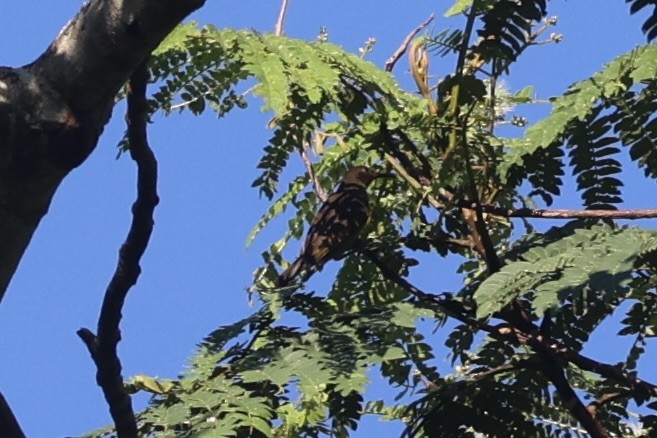 Scarlet-naped Myzomela - ML620777555