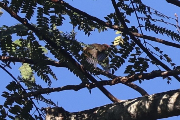 Scarlet-naped Myzomela - Andrew William