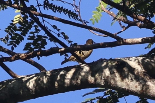 Scarlet-naped Myzomela - ML620777558