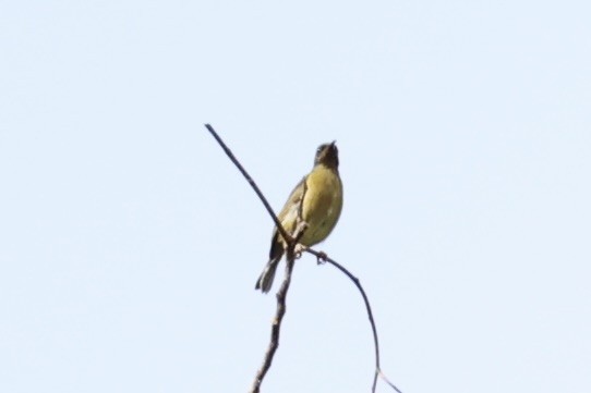 Scarlet-naped Myzomela - ML620777559