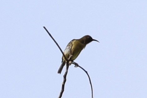 Scarlet-naped Myzomela - ML620777562