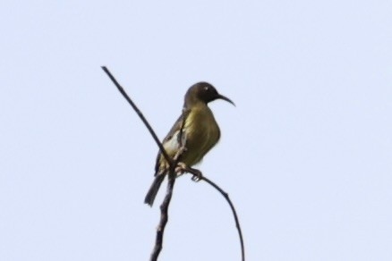 Scarlet-naped Myzomela - ML620777563