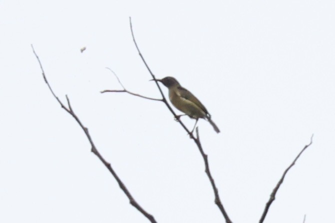 Scarlet-naped Myzomela - ML620777564