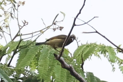 Scarlet-naped Myzomela - ML620777565