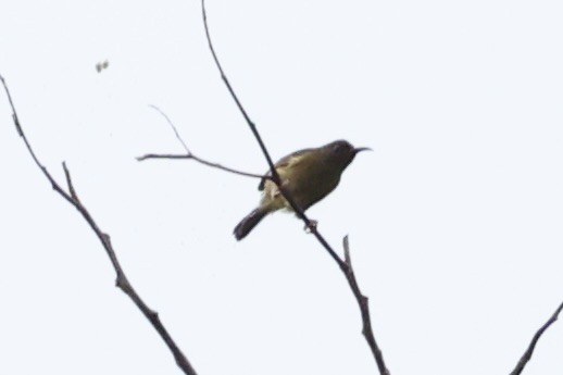 Scarlet-naped Myzomela - ML620777566