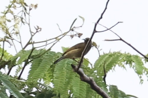 Scarlet-naped Myzomela - ML620777567