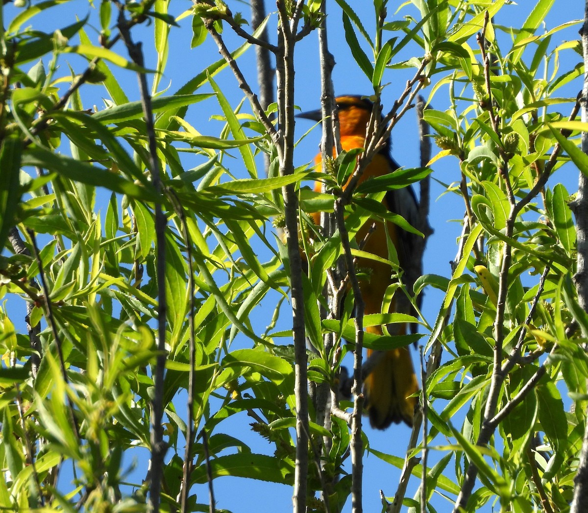 Bullock's Oriole - ML620777573