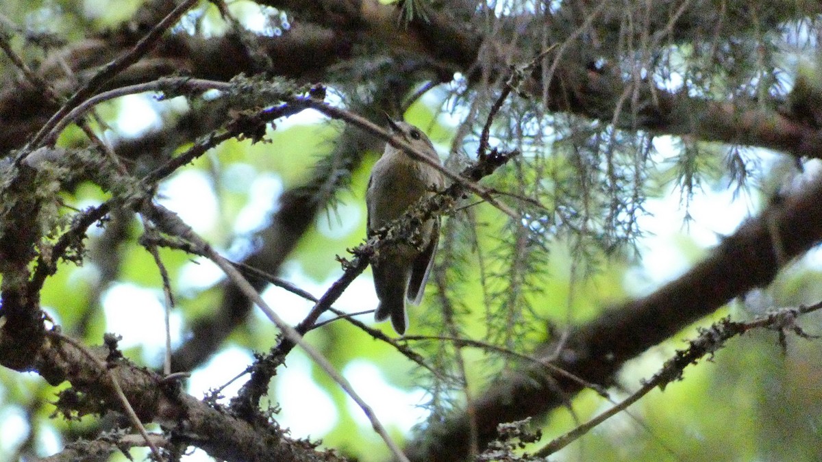 Goldcrest - ML620777589