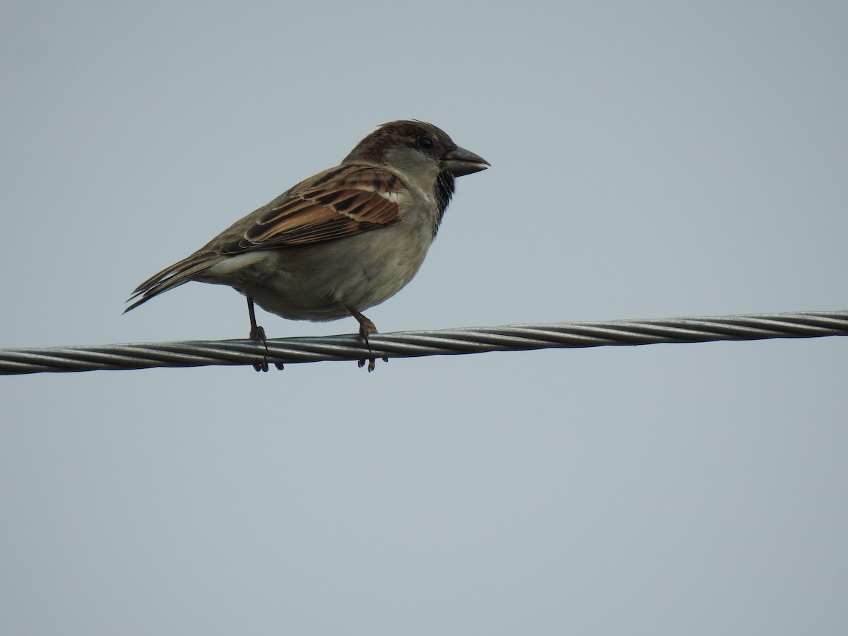 House Sparrow - ML620777593