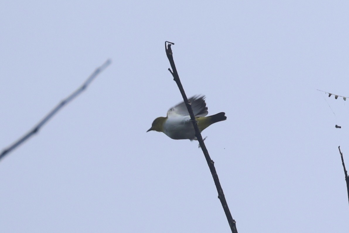 Yellow-throated White-eye - ML620777594