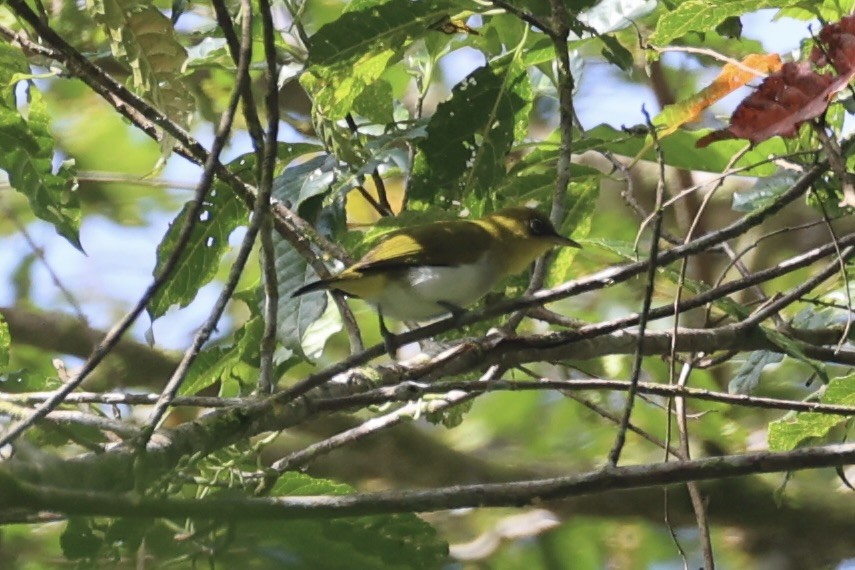 Yellow-throated White-eye - ML620777595