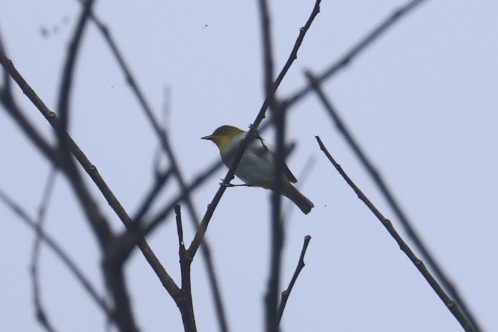 Yellow-throated White-eye - ML620777597