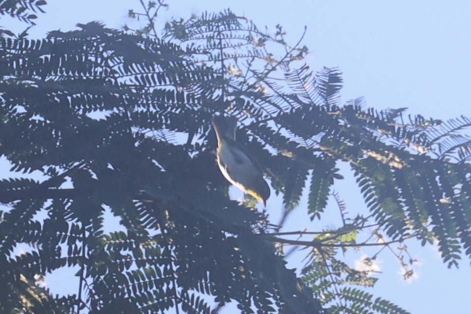 Yellow-throated White-eye - ML620777601