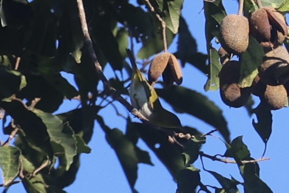 Yellow-throated White-eye - ML620777602