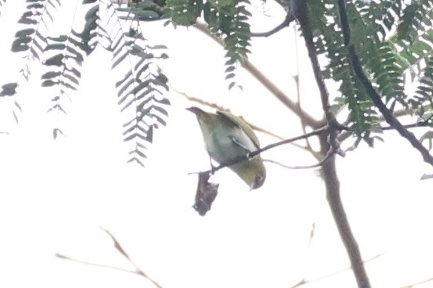 Yellow-throated White-eye - Andrew William