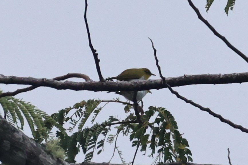 Yellow-throated White-eye - ML620777605