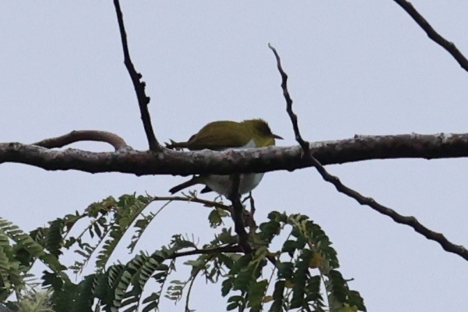 Yellow-throated White-eye - ML620777606