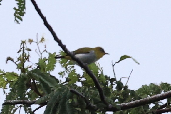 Yellow-throated White-eye - ML620777607